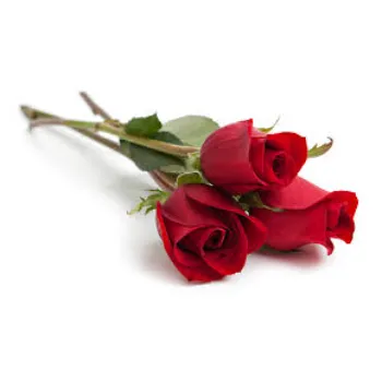 Nice Red Rose 